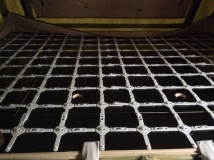 Gordigear Savannah goes Humbaur 132513-5