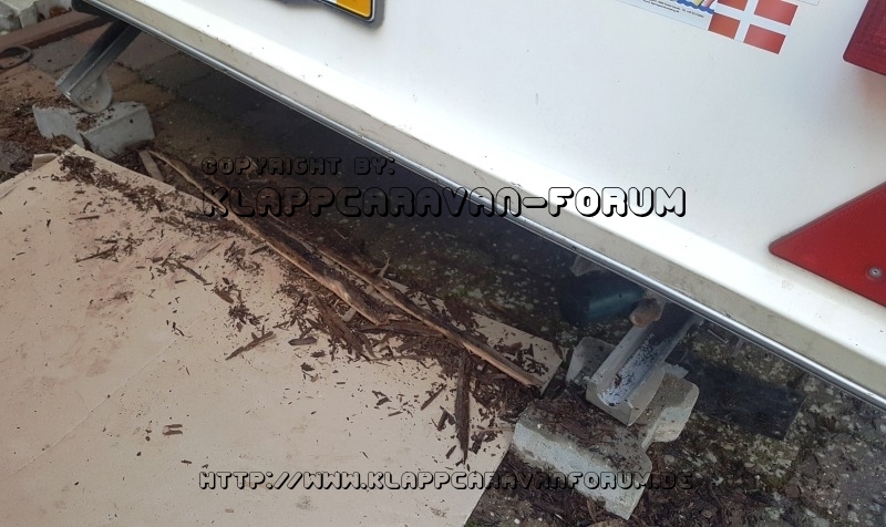 Faules Holz am Paradiso :(