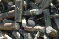 Holz 5